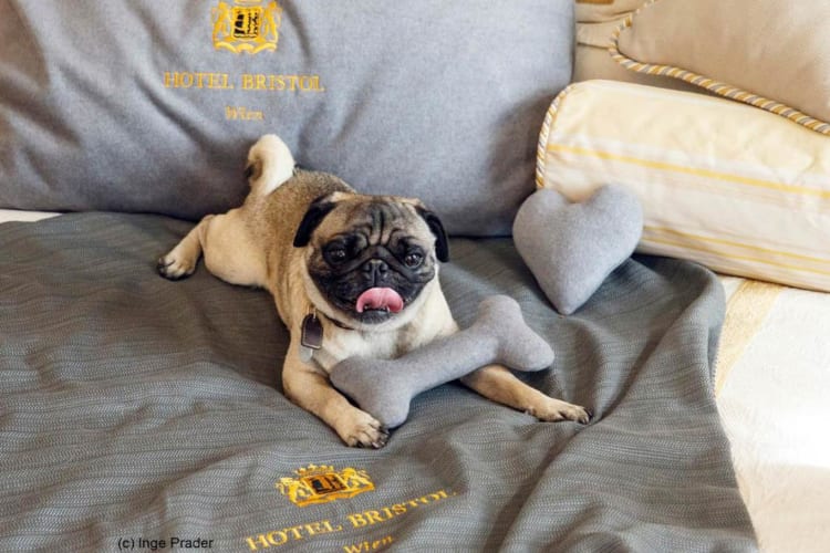 The hotel is pet friendly
